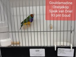 sjaak van driel 